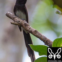 小さなガを華麗に空中キャッチしては巣に運んでいます。メスは遠くで餌を捕っているようでした。