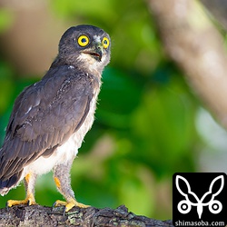 なんというかわいらしさ。^^ 2〜3日はこの辺りに滞在します。