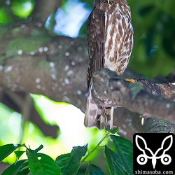 親鳥は1メートルほど離れてとまっています。並んでくれたらよかったのですが…。