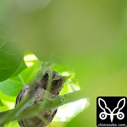 上のコノハズクから数メートル離れたところにももう1羽いました。片方が鳴き出したらそれに応えるように鳴いていました。縄張りの主張ですね。こちらは葉っぱが茂りすぎてこんなのしか撮れず…。^^;