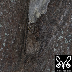 2羽は確認できました。例年通り。