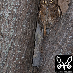獲物のヤモリが大き過ぎてヒナが食えないようでした。
