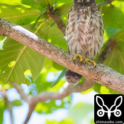 巣立ちした幼鳥。