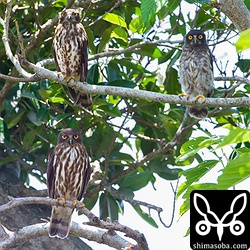 奥左から、オス、幼鳥。手前がメス。