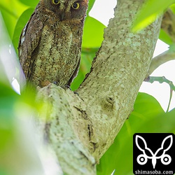 こちらは別のペア。日に日に止まる枝が低くなっています。