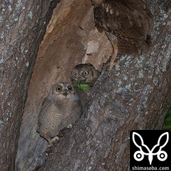 こちらはバッタを持ってきました。