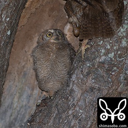 セミの幼虫を3回ほど持ってきました。羽化するために地上にあがってきたところを捕まえます。