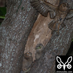 また餌探しへ。