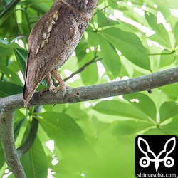 母親コノハズク。いつもと違う場所にとまっているので昨夜巣立ちしたと思ったけど、まだでした。