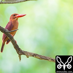 ツミの襲撃を受けて親鳥もパニックで巣立ちビナが探せません…。^^;