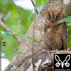 こちらの営巣コノハズクもメスが外に出るようになりました。^^子育て最盛期です。