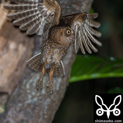 母親は、奥の方にいる3番子にもしっかり餌を届けます!!