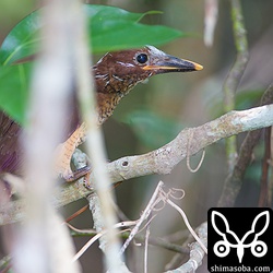 藪の中に隠れていましたが、ツミの襲撃に遭いました。しかし、なんとか逃げ延びた模様。