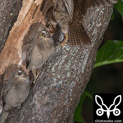 残り2羽はまだ巣で餌をもらっています。