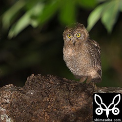 木の上をあちこち歩いて探検していました。^^