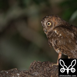 母親のコノハズク。巣立ちした次男を近くから見守ります。アオバズクみたいに隣に行くことはまずありません。