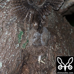 巣から出る時はこんな感じでよじ登ります。