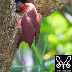 バッタをヒナの大きな口の奥に突っ込んでいます。^^;