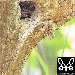 ヒナが3羽みえます。リュウキュウアカショウビンはアカショウビンよりも生む卵の数が少なく3個です。たまに4個生む個体もいます。