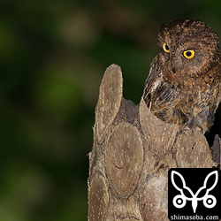 メスが数回巣に餌を運びました。