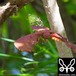 餌をあげたら、すぐにまた餌探し。