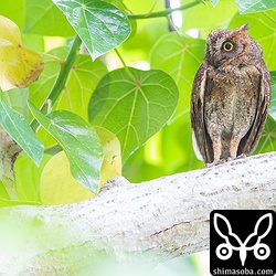 こちらは別の営巣。巣立ちはまだのようです。