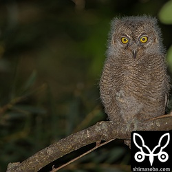 昨夜より少し凛々しくなったかな?