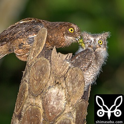 メス親が餌のツマグロゼミを持ってきますが、お腹いっぱいの様で食べない。^^;