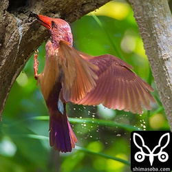 餌は、ゴキブリでしょうか?