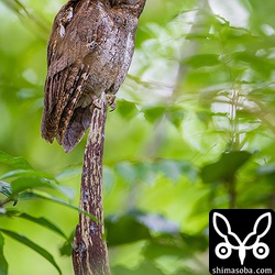 こちらは、オス親のコノハズク。
