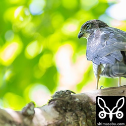 これも長男。森の中をよく飛び回ります。狩りの練習はまだのよう。