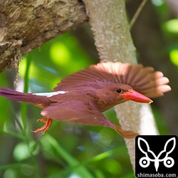 2時間で12回も餌を持ってきました。ヒナの食欲も旺盛です。