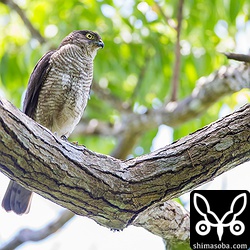 ツミのメス親。凛々しいです。オス親は姿すら確認できず…。^^;