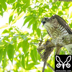 長男はすこし警戒心が強いです。親に餌をもってこいと催促しています。