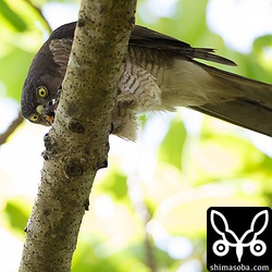 こちらもメス。クマゼミを解体しています。