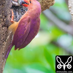 親鳥でも食うのが大変なクマゼミですが、ヒナは意外と呑み込めます。