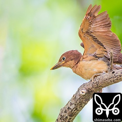 初飛行成功!! みごとに枝に止まりました。