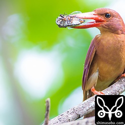 今日は、巣立ちを促すためか餌やりはかなり少なく、6時間30分で5回ほどでした。