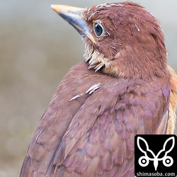 こちらは失敗。地面に落ちてしまいました。^^;