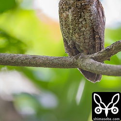 黒目は先日とほぼ同じ場所にいた。ここで営巣してるのかなー?入れないのでこれ以上は不明…。^^;