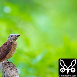 頭を残して、サヤはほとんど落ちました。