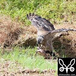 大きなオオヒキガエルを捕まえた。両目をつぶされてもしぶとく、1時間以上格闘の末、カエルをひっくり返し腹を食い破っていました。毒は食わないようですね。途中、カンムリワシの若がやってきましたが、全く相手にされずどっかいきました。動画に情けない声で鳴く若も写っています。