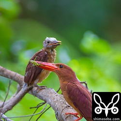 またバッタ。ヒナは、すでに満腹の様でこの餌は食べませんでした。人間もそうですが、兄弟が少ないと餌が十分にもらえるのでおっとりしています。