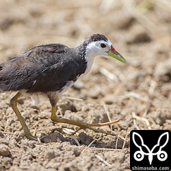 そんな激闘の中シロハラクイナが横切りました…。^^; 寝起き?