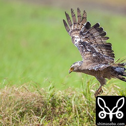 獲物を見つけて降下中。