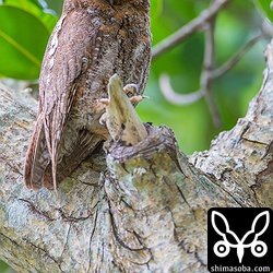 上のヒナの父親。