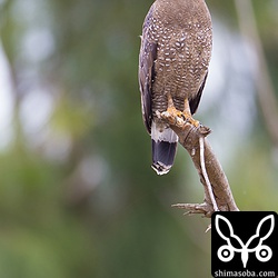 こちらの個体は、若鳥に追いやられていました。もともとの縄張りの主なんだけどなー。^^;