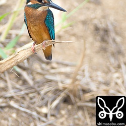 アカショウビンより一回り以上小さく見えます。警戒心が強いんで遠いー。^^;