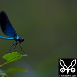 沢の近くにたくさんいたトンボ。メタリックな色合いが薄暗い環境で非常に鮮やかで美しかったです。