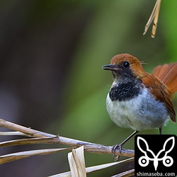 ホントウアカヒゲのオス。
